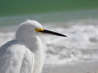 Snowy Egret (Egretta thula) posing for a camera on a sunny day on the Gulf of Mexico at St. Pete Beach, Florida