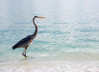 Great Blue Heron (Ardea herodias) walking in shallow surf on the Gulf of Mexico at St. Pete Beach, Florida searching for food.