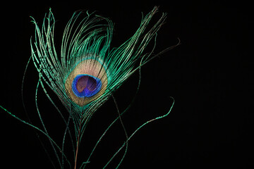 Peacock eye feather on black background