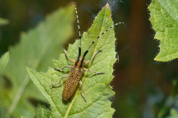 Agapanthia villosoviridescens, also known as the golden-bloomed grey longhorn beetle. Place for text. Top view.