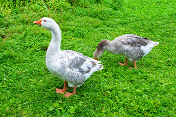 Gray geese walk on a green meadow in spring and eat grass. Geese on a farm in the village. Place for text, copy space.