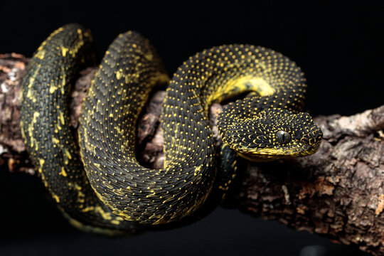 Attacking Snake / Great Lakes Viper / Atheris Nitschei Stock Image