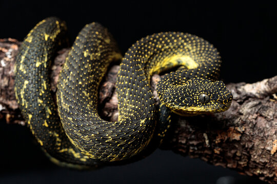 Hairy Bush Viper (Atheris hispida) in Rainforest Nature Stock