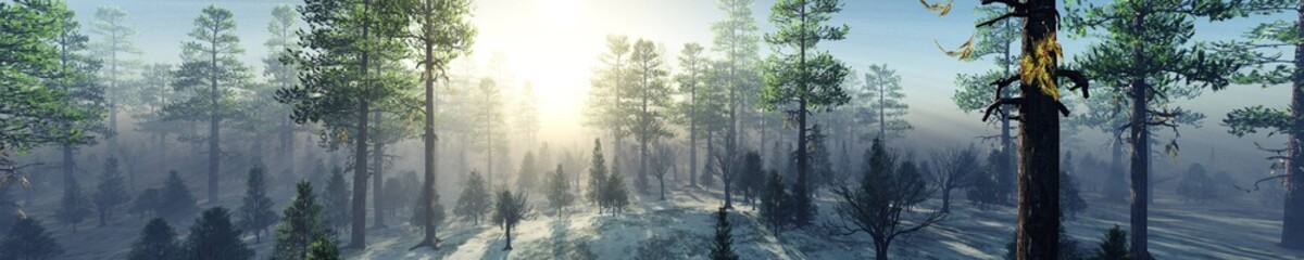 Fototapeta na wymiar Winter forest in the rays of the sun, pine trees in the haze in winter, panorama of the winter forest