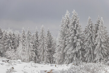 verschneite Bäume im Winterwald 