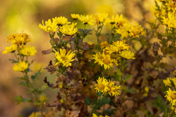 冬、境内に咲く菊
