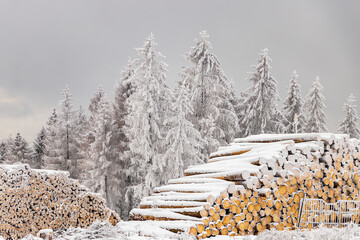 verschneite Bäume im Winterwald 