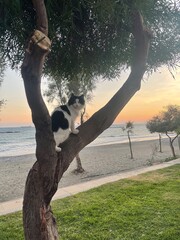 person relaxing on a tree