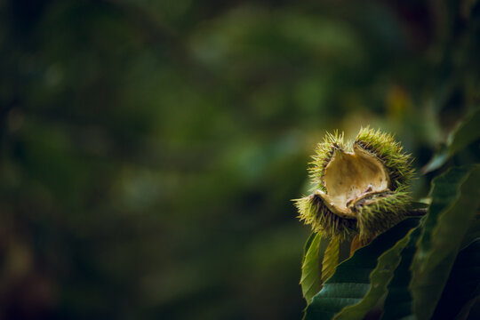 An open chestnut pod. 