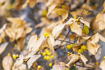早春の蝋梅、1月の鎌倉