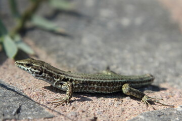 Eidechsen