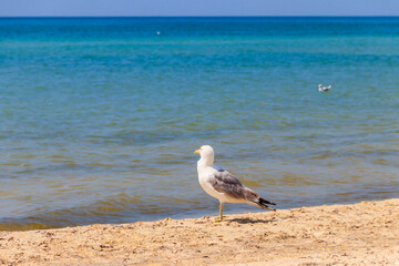 Seagull on a sandy beach of the Black sea