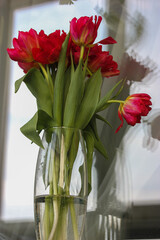 Bouquet of red tulips in a transparent vase on a windowsill, white tulle in focus. A gift for Valentine's Day, March 8 or Mother's Day. High quality photo