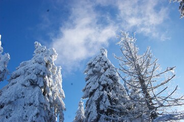schneebedeckte Bäume