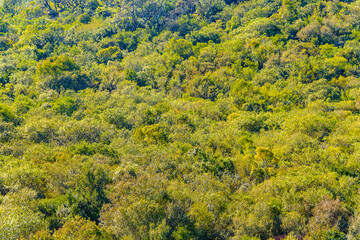 Obraz premium Leafy Forest, Lavalleja, Uruguay