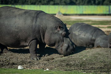 un hipopótamo adulto y su cría