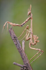 An insect Empusa pennata, of the mantis family, posing on a branch.