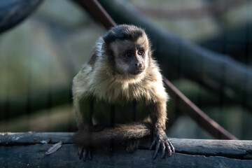 primer plano de un simpático y pequeño mono