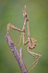 An insect Empusa pennata, of the mantis family, posing on a branch.