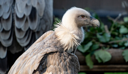 primer plano de un buitre blanco