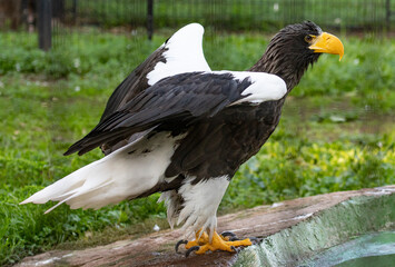 un precios águila con plumas negras y blancas