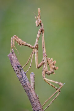 An insect Empusa pennata, of the mantis family, posing on a branch.