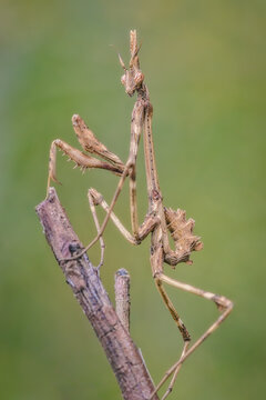 An insect Empusa pennata, of the mantis family, posing on a branch.
