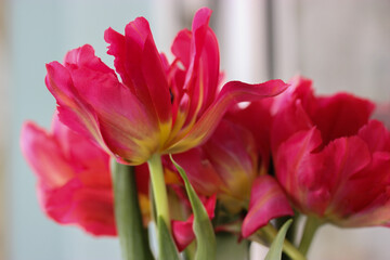 A beautiful bouquet of pink tulips. A gift for Valentine's Day, March 8 or Mother's Day