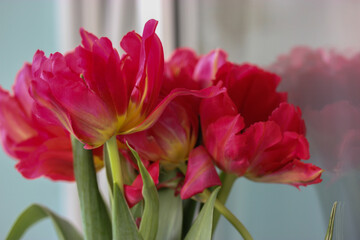 A beautiful bouquet of pink tulips. A gift for Valentine's Day, March 8 or Mother's Day