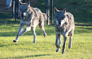 dos lobos corren por el campo