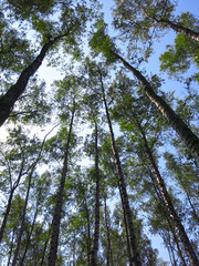 Fototapeta premium Russian grove of birch trees near Moscow on the background of a blue sky in summer, the trees look up