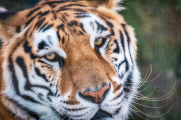 A close up of face of a bengal tiger posing in a wildlife safari.