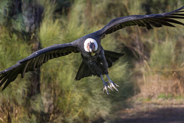 A close up of Andean condor, Vultur gryphus, flying on a green forest background.