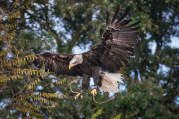 Close up of impressive American Bald eagle in landing in a the tree branch.