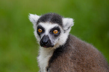 Fototapeta premium tailed lemur in summer nature