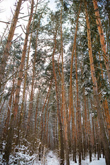 Fototapeta premium Beautiful pine forest on a frosty day. The sun's rays pass through the trees of the winter forest.