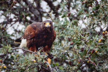 Close up of a Golden eagle (Aquila chrysaetos) posing in a the tree branch.