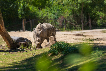 Fototapeta premium Blunt-nosed rhinoceros - Ceratotherium simum runs across the meadow under the trees.