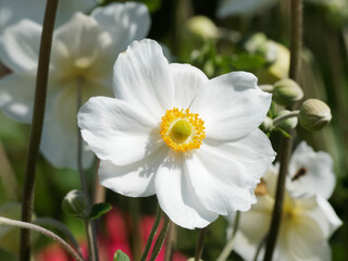 (Anemone japonica) Anémone du Japon à fleurs à pétales blanc pur