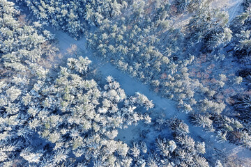Winter forest on a clear, frosty day. Beautiful trees are covered with snow. A forest road is visible. Aerial view, shot on a drone.