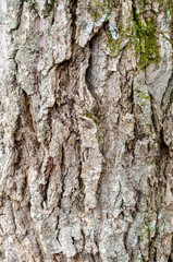Close up of the bark on a chestnut tree
