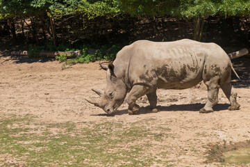 Blunt-nosed rhinoceros - Ceratotherium simum runs across the meadow under the trees.