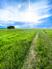 Fototapeta premium Prairies