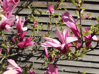 Fototapeta premium Blume