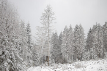 verschneite Bäume im Winterwald 
