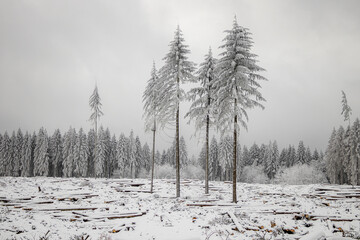 verschneite Bäume im Winterwald 