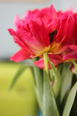 A beautiful bouquet of pink tulips. A gift for Valentine's Day, March 8 or Mother's Day