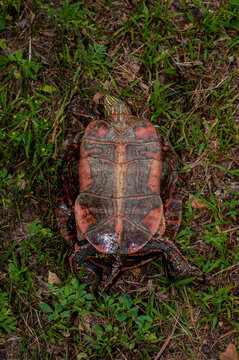 Western Painted Turtle laying on its back showing the plastron.