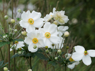 (Anemone hybrida) Anémones du Japon à floraison blanche au coeur entouré d'étamines jaunes et...