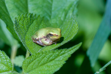 Cope's Gray Treefrog resting on green leaf in the forest